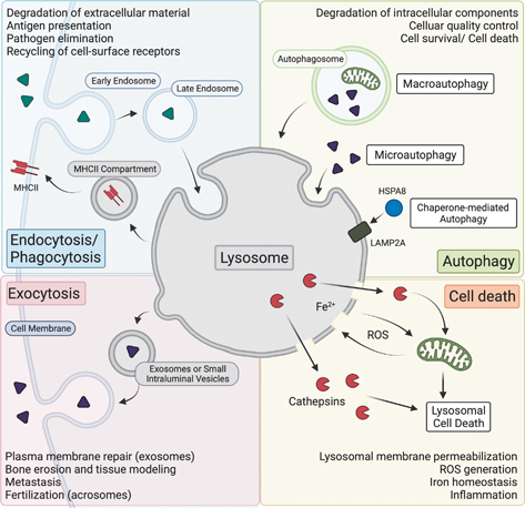 Click to Enlarge View Fig 1