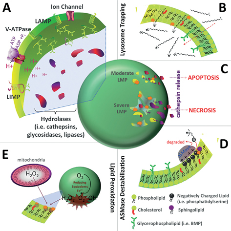 Click to Enlarge View Fig 2