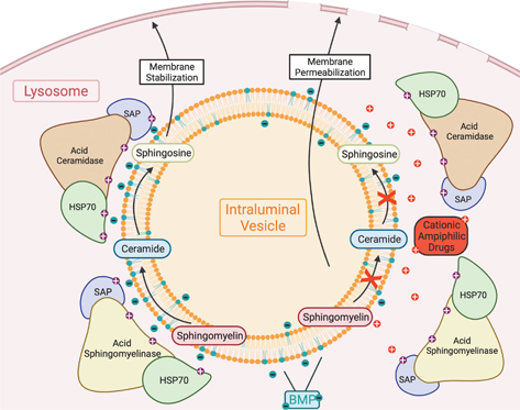 Click to Enlarge View Fig 3