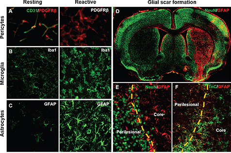 Click to Enlarge View Fig 1