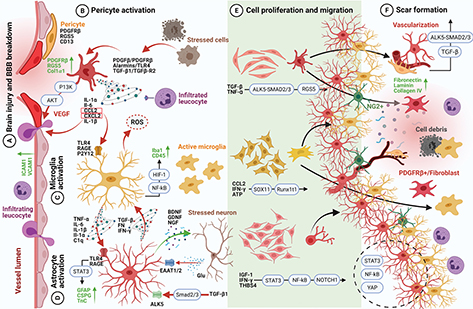 Click to Enlarge View Fig 2