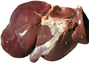 Liver Lobes illustration